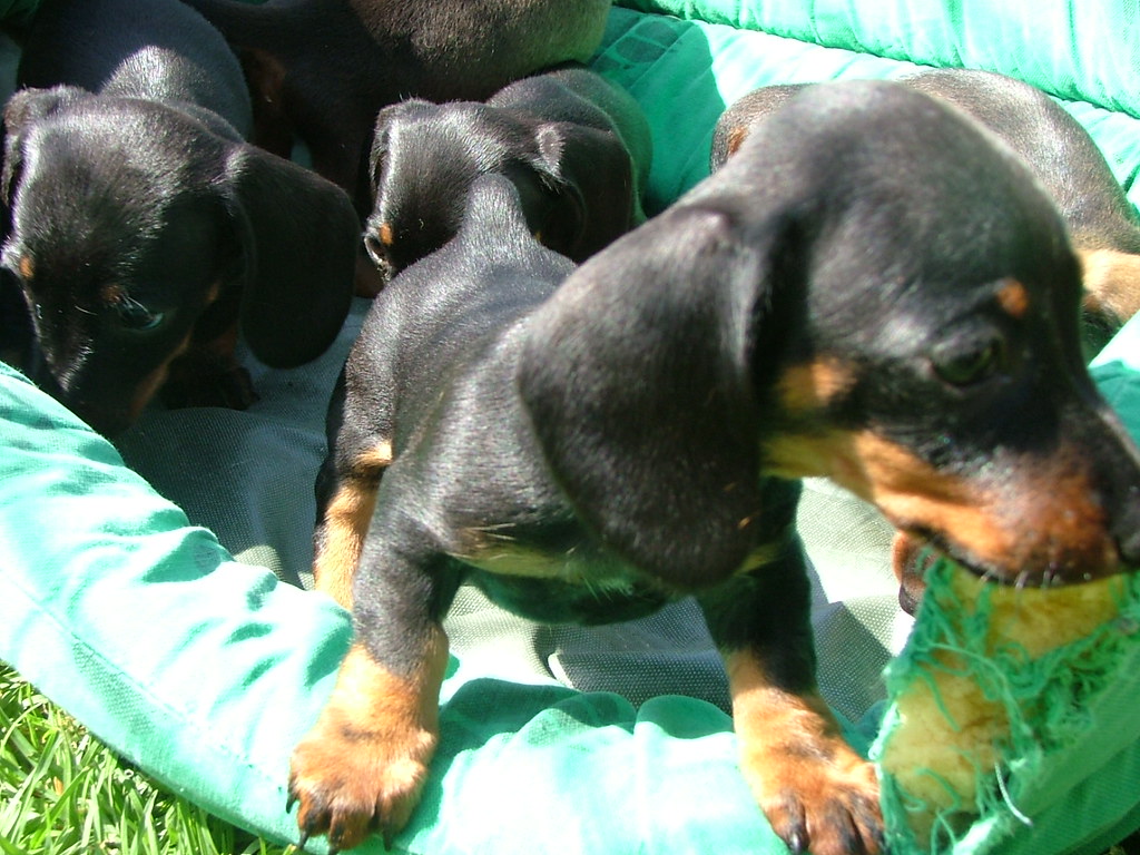 Daschund Puppies Louisiana Dachshund Puppies in Louisiana A baby