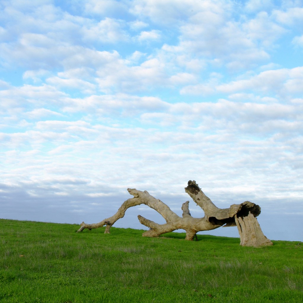 Relic Wistow Wistow/Bugle Ranges, South Australia. Anoth… Flickr