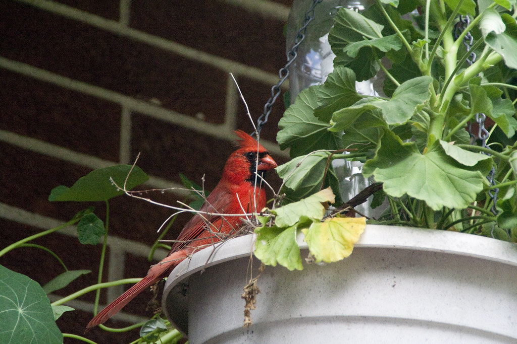 _MG_5570 Cardinal nest in my hanging basket cz15859 Flickr