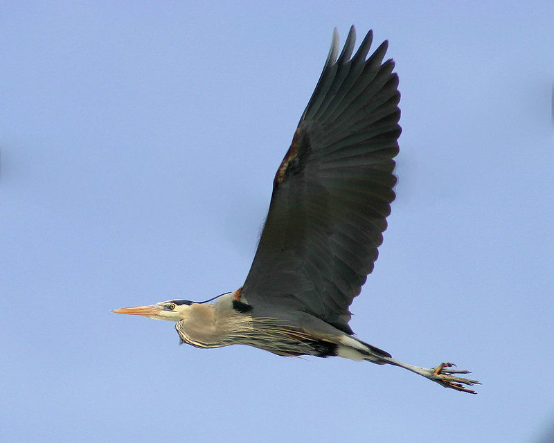 Emig Park, Hallam PA Flickr
