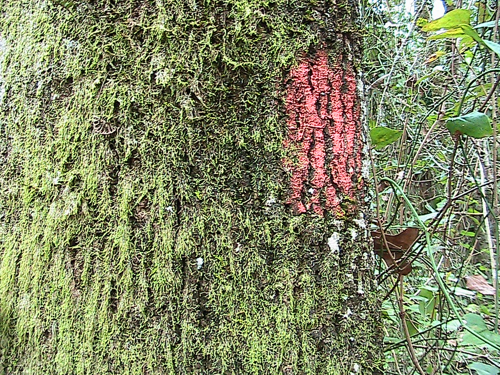 Blaze or red blanket lichen? Florida Hikes Flickr