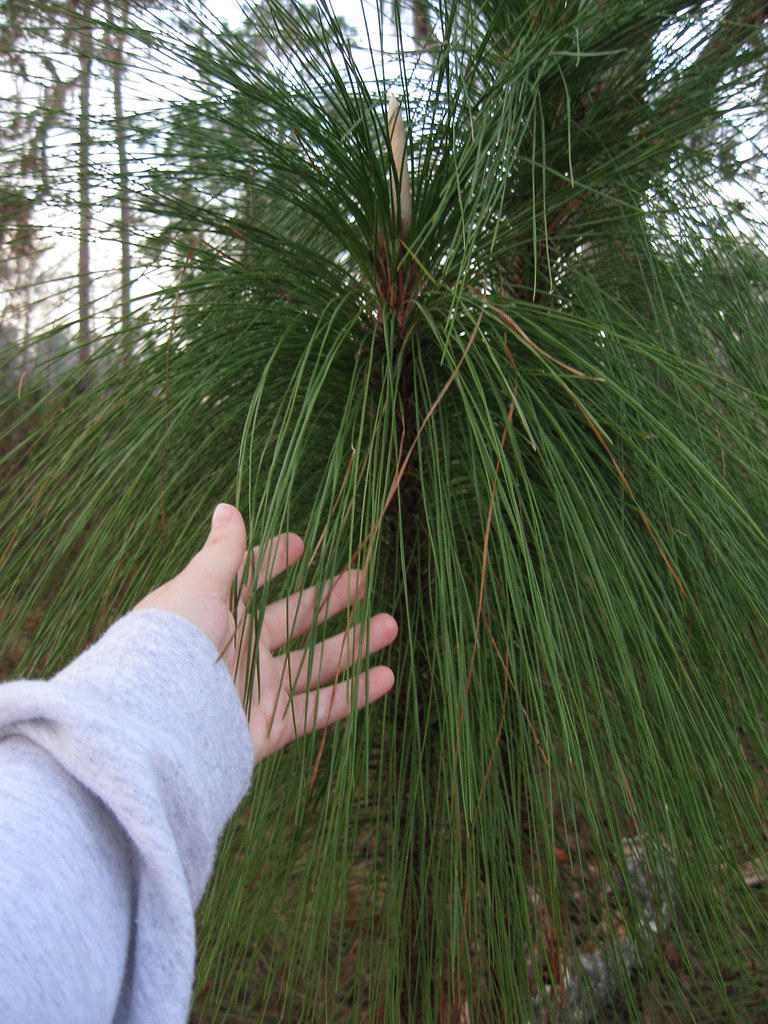 long leaf pine needles The namesake of the long leaf pine.… Flickr