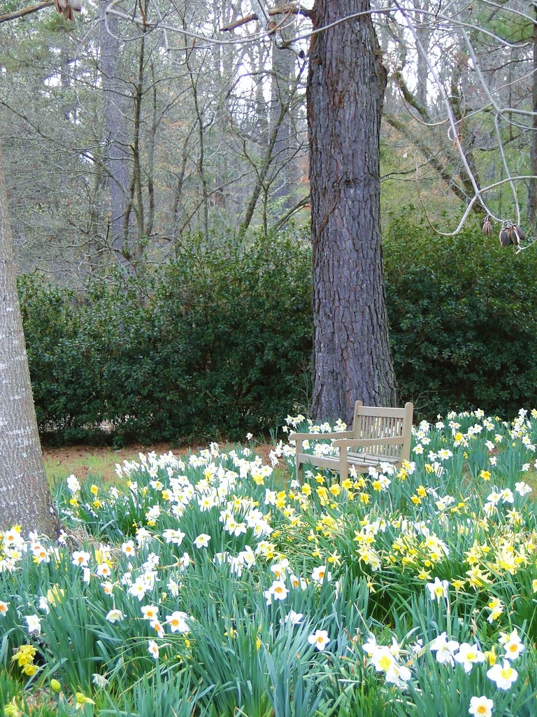 Daffodil Festival, Daniels Farm belleraiser Flickr
