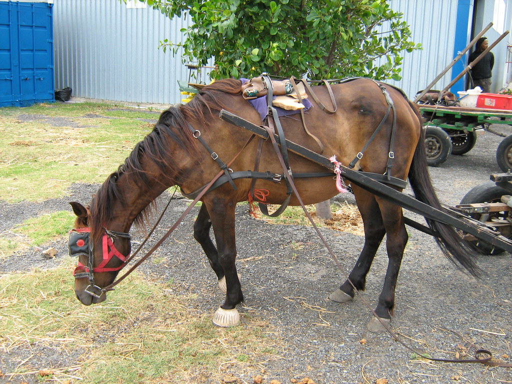 Dora Brown Cart Horse Protection Association Flickr