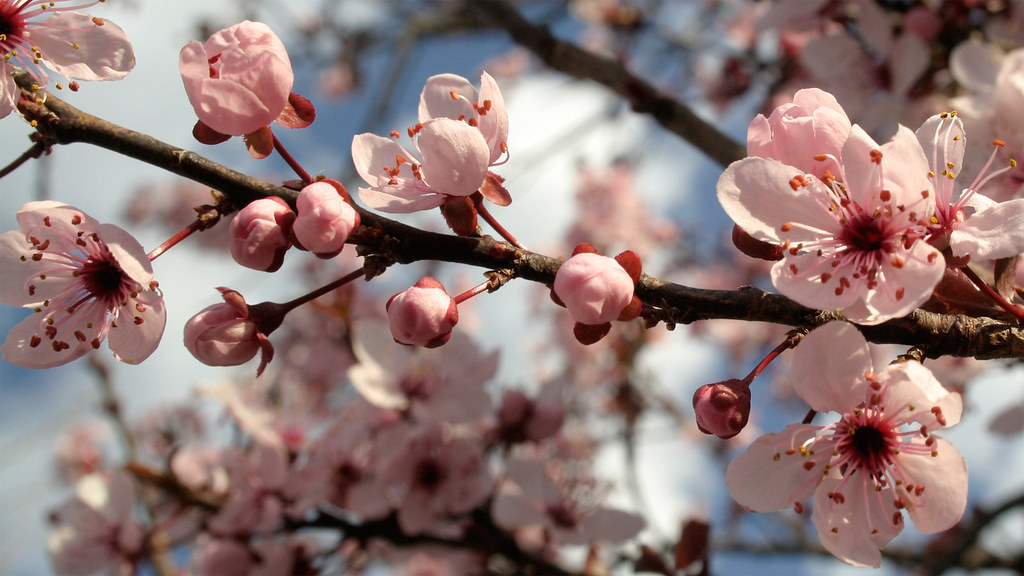 Pink Spring Blossoms Rowena of the Rants Flickr