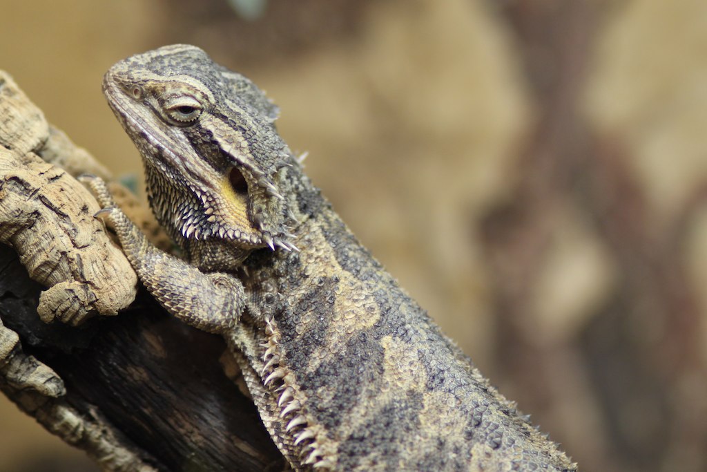 IMG_6763 Reptile zoo Happ in Klagenfurt. Michael Ransburg Flickr