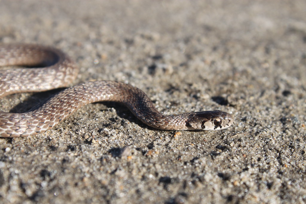 Little Brown Snake Flickr