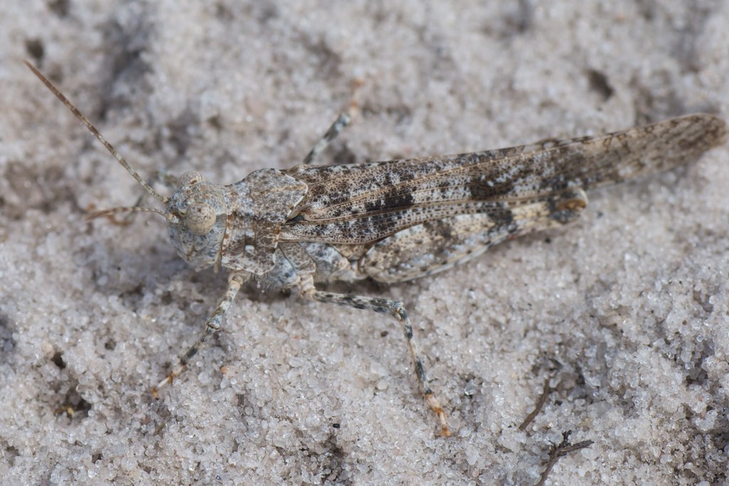Carolina Locust Peter & Michelle S Flickr