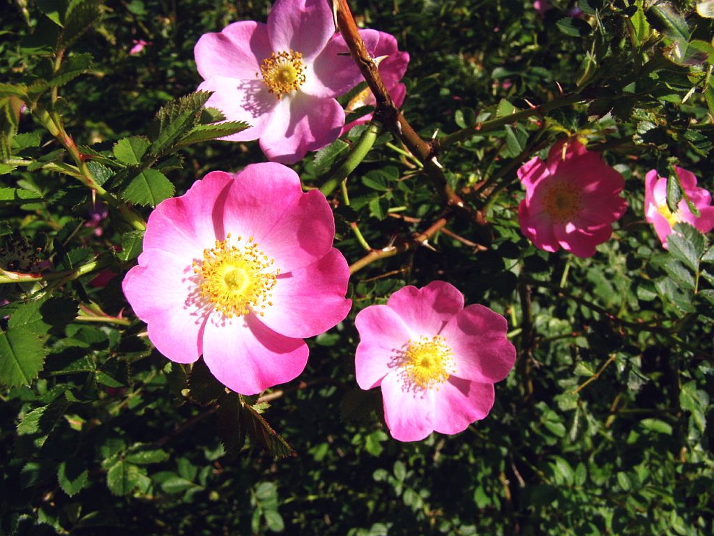 2010_0615WildRose0002 Wild Roses growing beside a back roa… Flickr