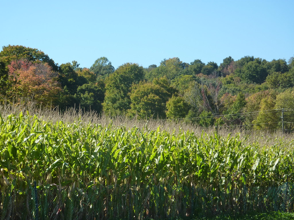 Lyman Orchards Honors aMAZEing Team Flickr