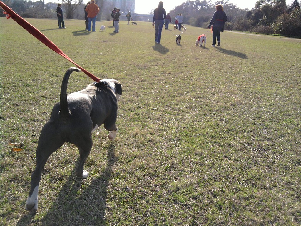 Houston Pit Bulls & Bully Breeds Pre Valentine Walk HOUSTON STREETS Flickr
