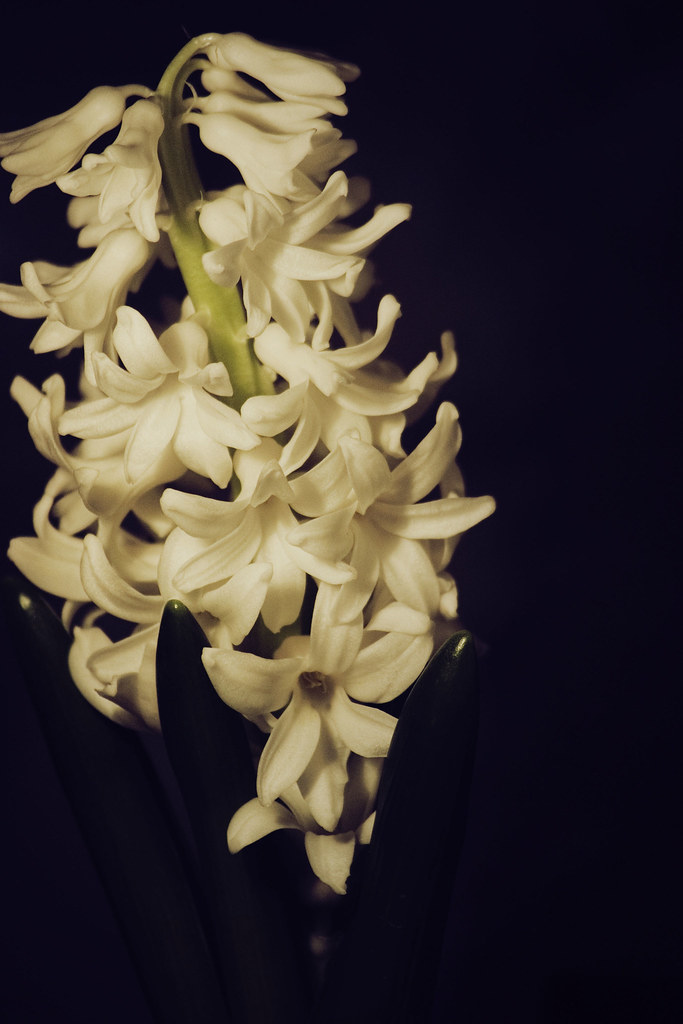 333333 Zane Store Flickr