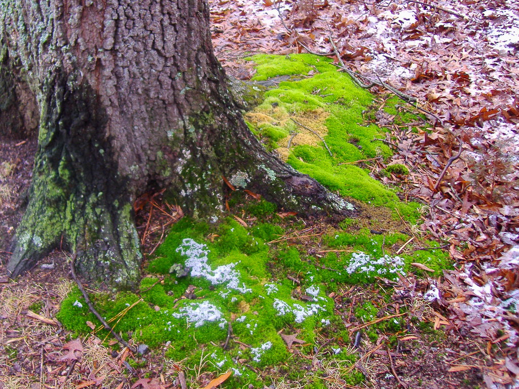Moss. The moss stays green and thick even in the winter. Deborah