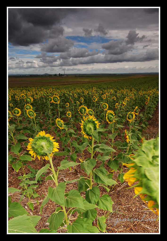 Toowoomba Sunflower Field For the full story, click HERE Flickr