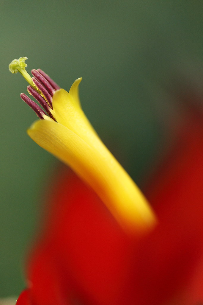 yellow (^_)☆ definition cate♪ Flickr