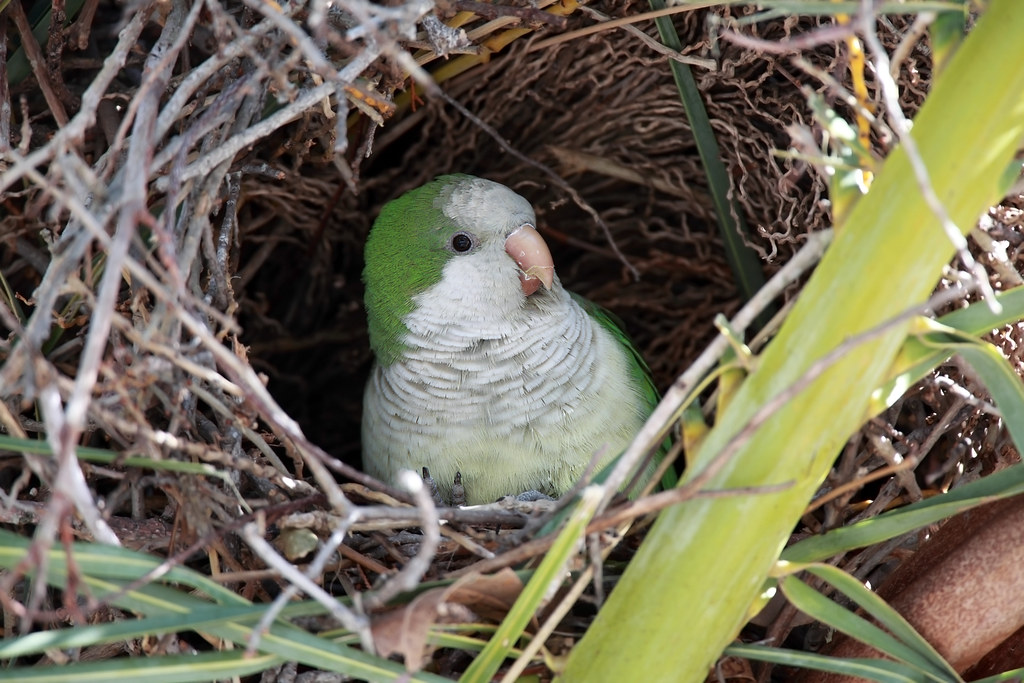 Tropical Treasure Wild Monk Parakeet Cape Coral, Florida _… Flickr