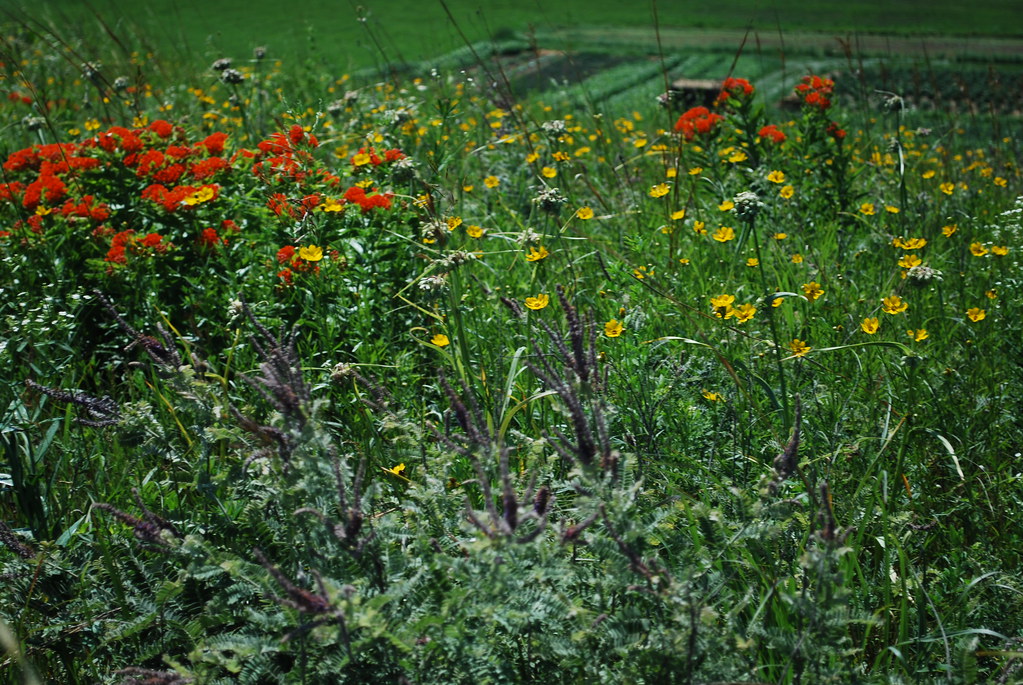Wildflower Millieux Black Earth Rettenmund Prairie Wiscons… Flickr