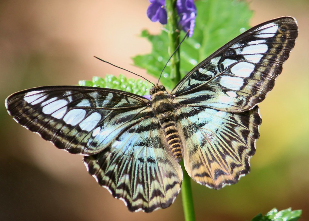 Malaysian Blue Clipper Butterfly (Parthenos sylvia lilacin… Flickr