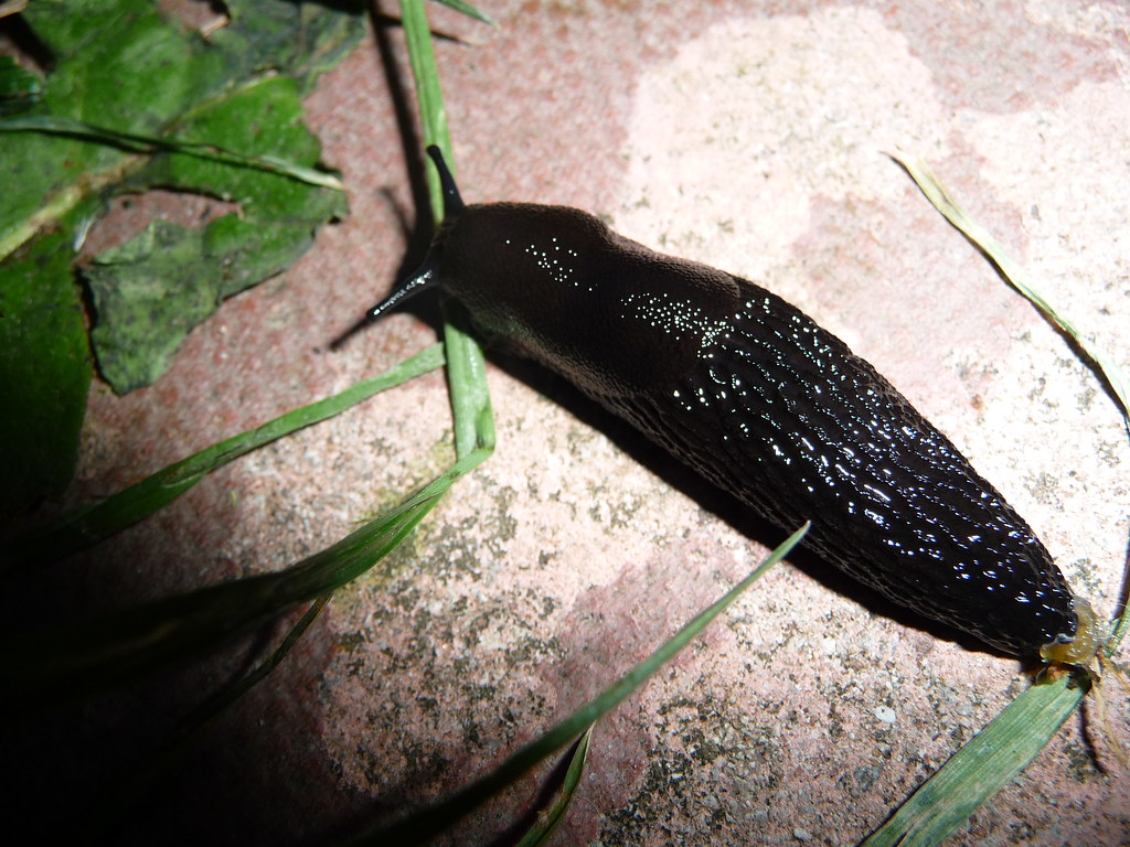 P1010421 slug in mi back yard kbadat Flickr