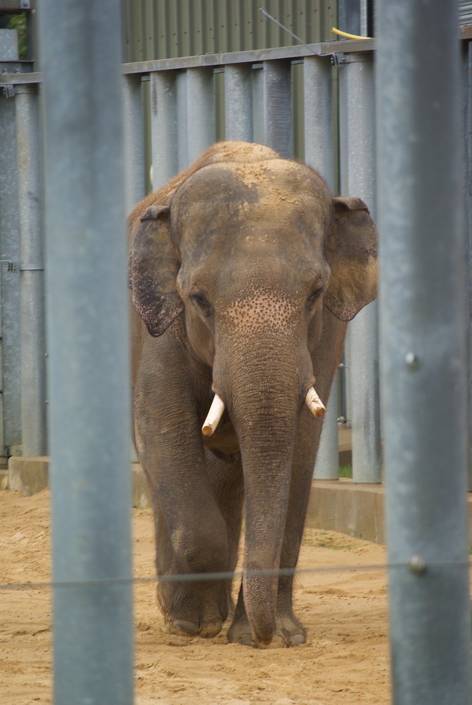 White Elephant Daniel......... Flickr