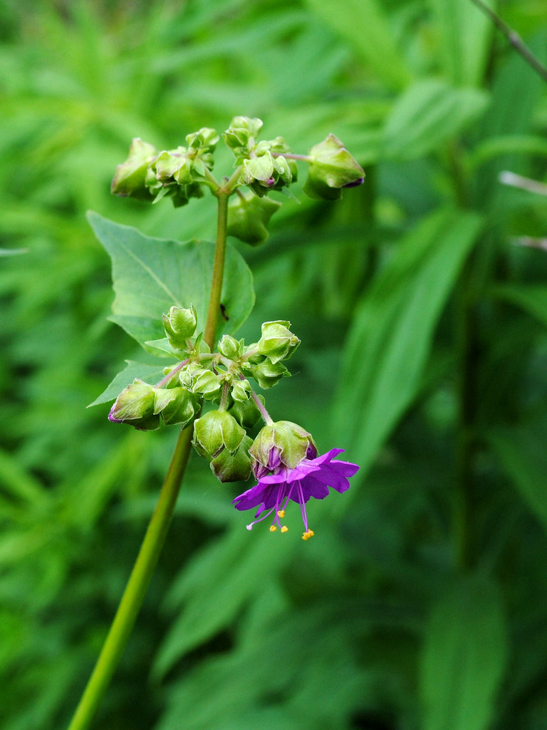 Wild Four O'Clock (Mirabilis nyctaginea) at Moraine Hills … Flickr