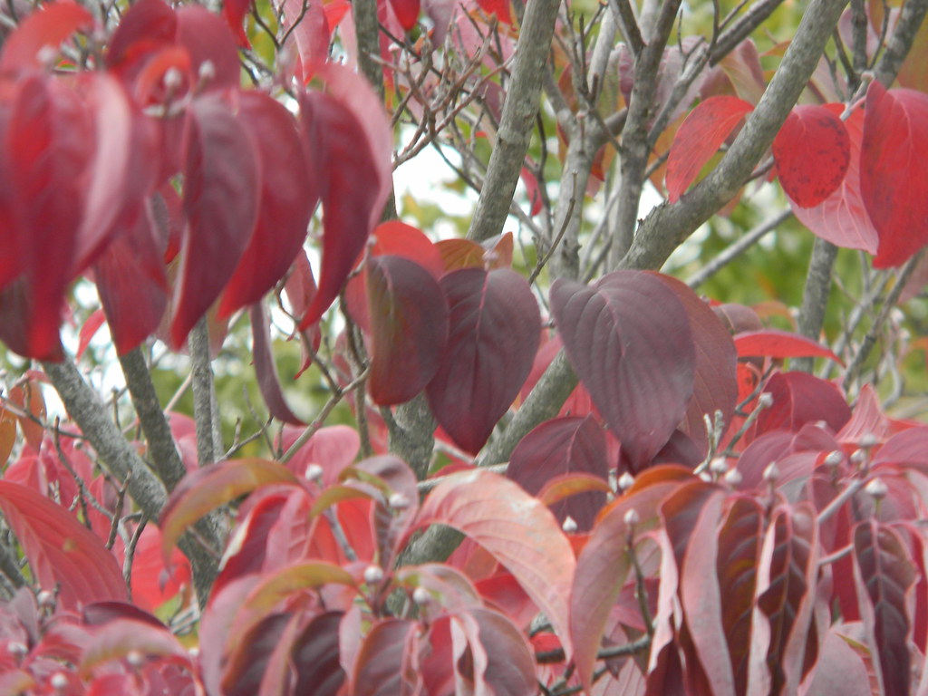 Flowering Dogwood The scientific name for the flowering do… Flickr