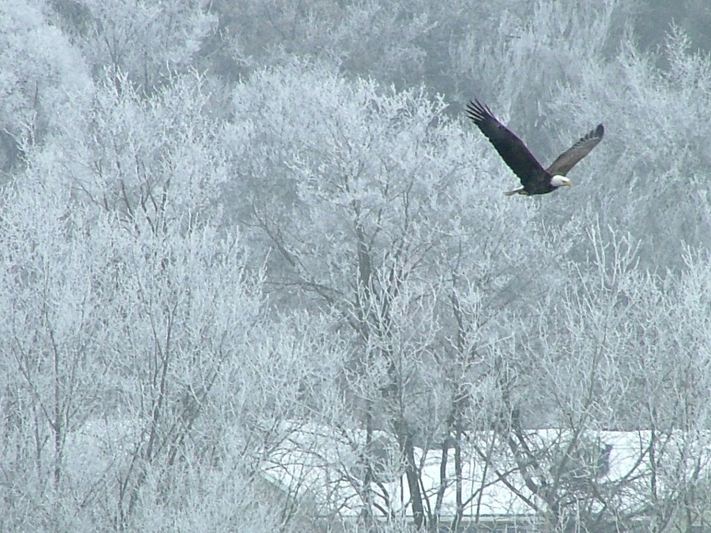 Viewing the bald eagles .. on Lake Wisconsin, January 17, … Flickr
