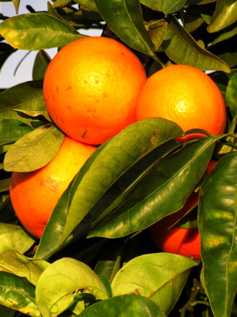 Orange Tree , California Fresh Fruit Oranges are ready jus… Flickr