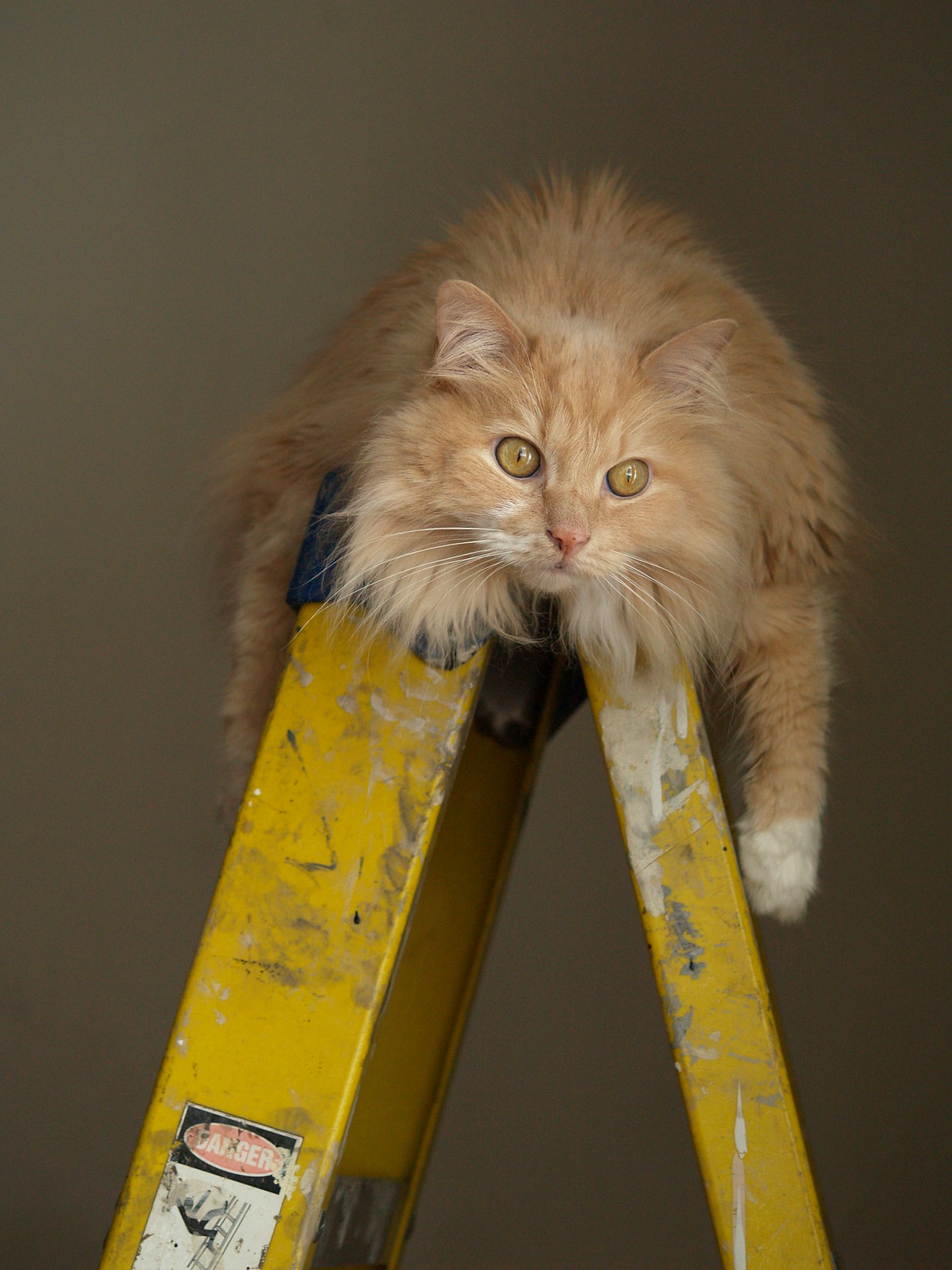 Cats and Ladders Flickr