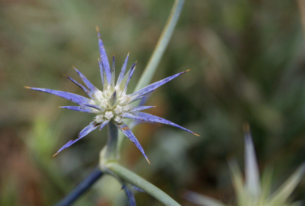 20100307_5975 Blue Devil Blue Devil (Eryngium ovinum). Wer… Flickr