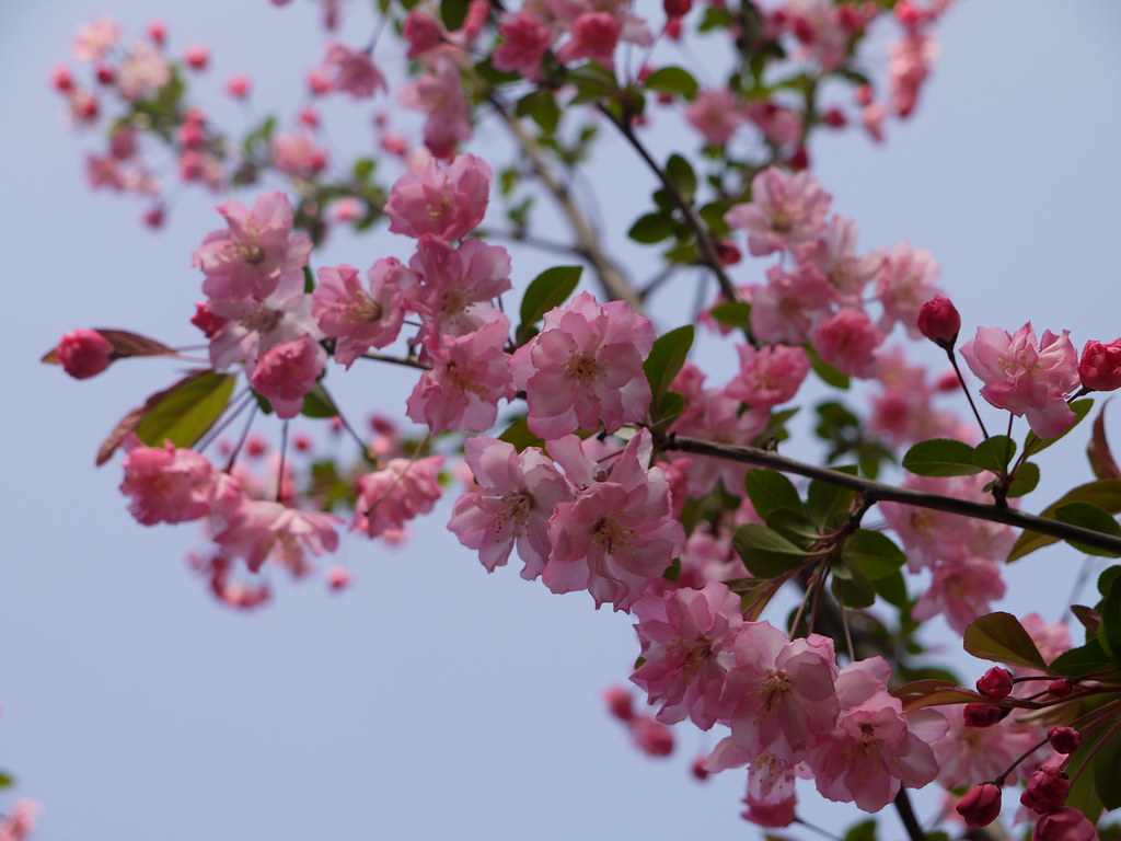 Flower Inazuma Flickr
