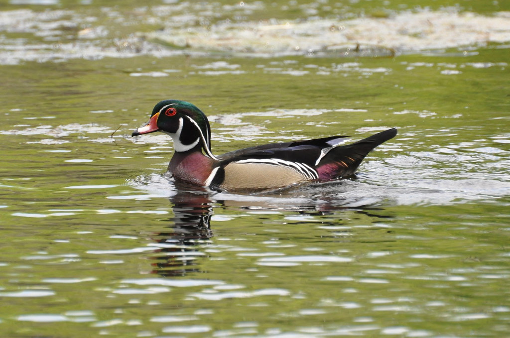 Wood Duck (♂), Florida Male Wood Duck, Aix sponsa (Linnaeu… Flickr