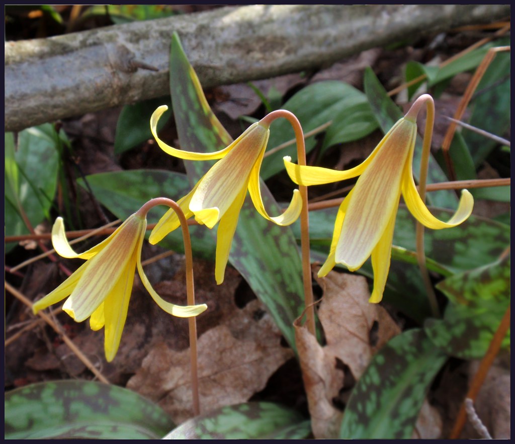 3 trout lilies Always a pleasure to find these early sprin… Flickr