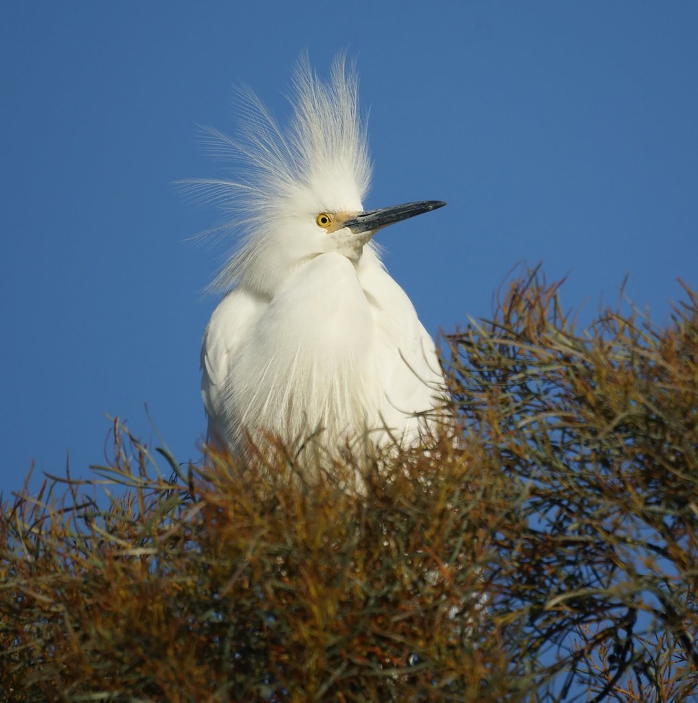 Snowy Egret Baylands Nature Preserve, Palo Alto CA More bi… Flickr