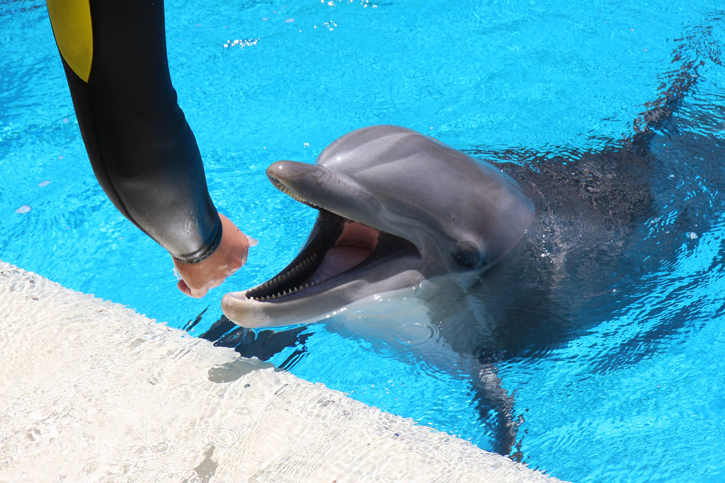 Is The Secret Garden Still At The Mirage wonzedesign