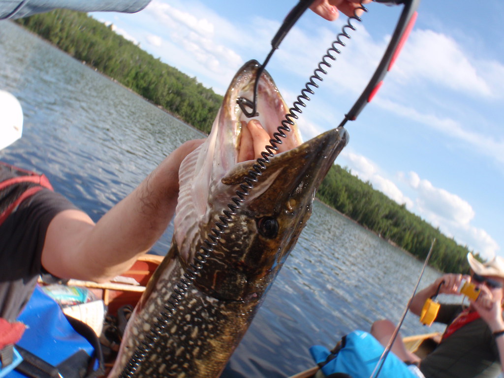 P6030327 Beaverhouse Sturgeon Canoe Trip with Rick Johns… Flickr