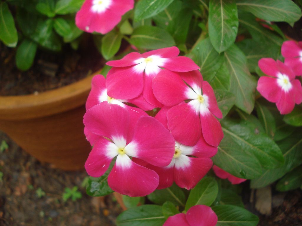 Vinca Rose Vinca Flower, type of flower. It is also known … Flickr