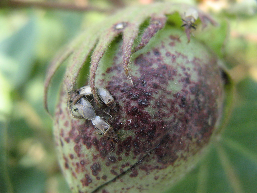 dusky bug in my bt.cotton Rattan Singh Flickr