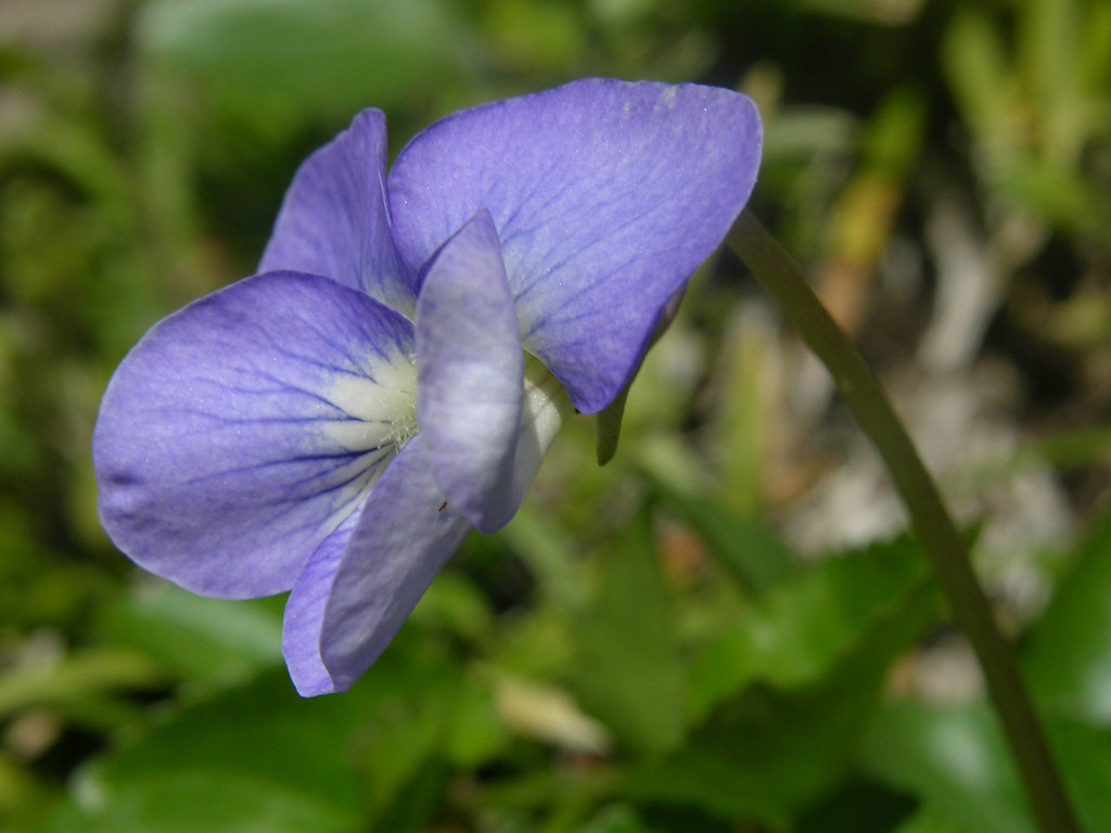 Viola missouriensis Missouri violet, common violet blooms… Flickr