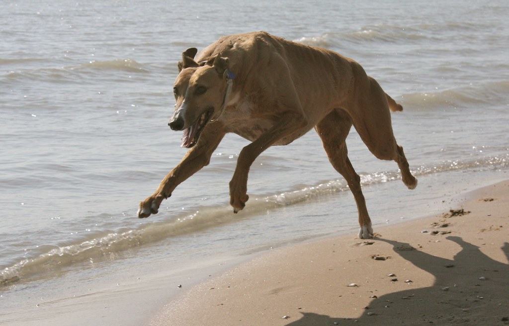 Sprint Evanston dog beach, Evanston IL Uploaded for a blog… Flickr