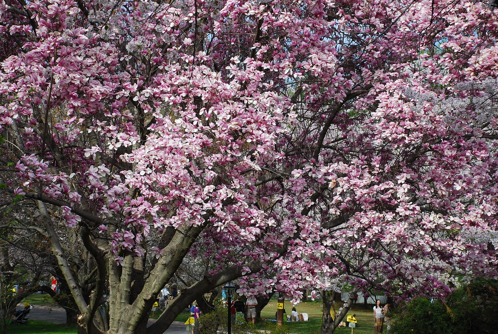 DSC_0483 Enjoying the cherry blossoms (and magnolias in bl… Flickr