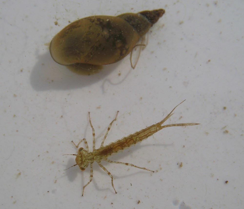 Damselfly larva and snail Katie Fuller Flickr