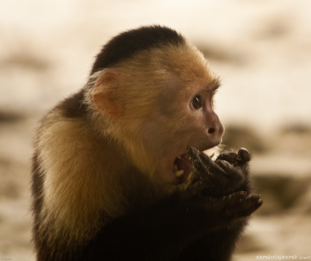White Face Monkey White Face Monkey Handheld Shot no flash… Flickr