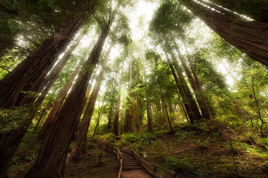 The incredible canopy of the Muir Woods View Large on Blac… Flickr