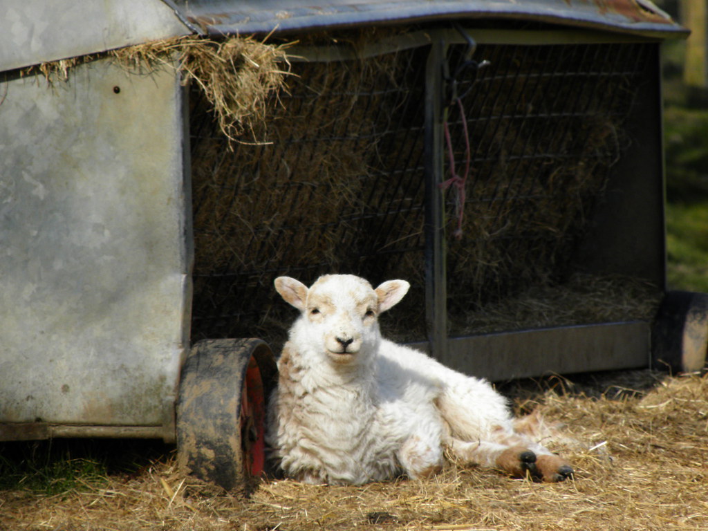 tired lamb rhian mountjoy Flickr