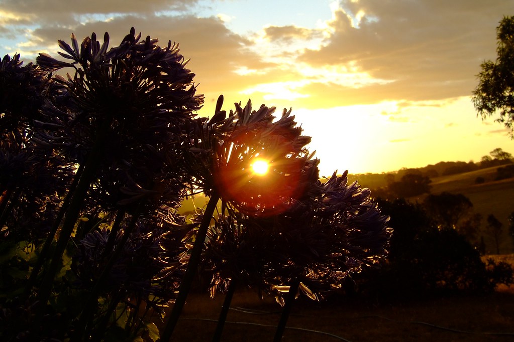Corona Wistow Wistow/Bugle Ranges, South Australia. Daniel