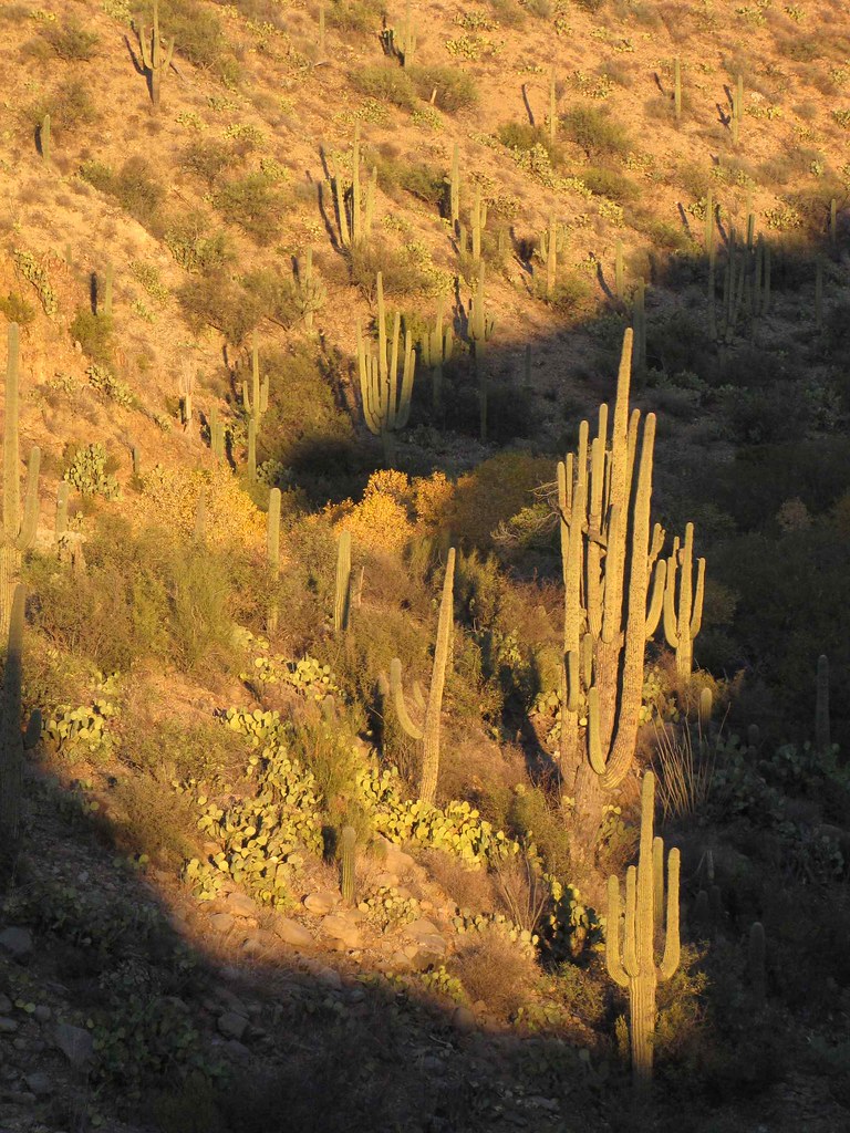 Saguaros Copper Creek road, SE Arizona Copper Creek road… Flickr