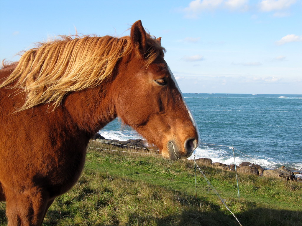 Cheval Roux A typical horse from the Brittany region in Fr… Flickr