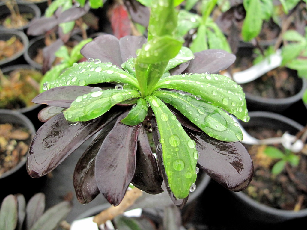 daphne x houtteana A cross between D. laureola and D. meze… Flickr