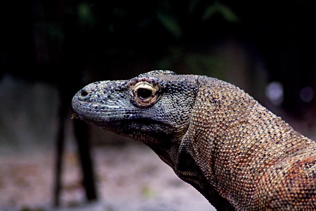 komodo dragon Komodo Dragon at the Singapore Zoo. Dan